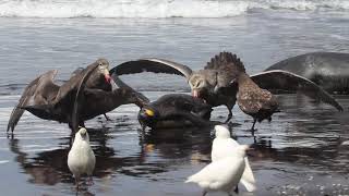 Giant Petrel Pins Down and Pecks King Penguin as Others Join Eating It Alive [upl. by Sergent]