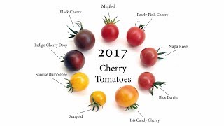 2017 Cherry Tomatoes [upl. by Goth]