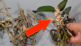 Knowing this secret you can propagate from any orchid [upl. by Annayrb]