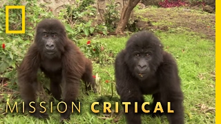 Protecting Orphaned Gorillas  Mission Critical [upl. by Annawik423]