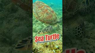 Sea Turtle  Panagsama Beach Cebu [upl. by Lay88]