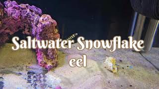 Saltwater Snowflake Moray Eel and Freshwater Tiger Moray Eel both have great personality [upl. by Siger]