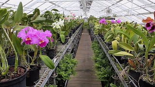 Virtual Tour of the Longwood Orchid Houses [upl. by Avitzur]