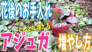 【アジュガ】「花後のお手入れ」amp「増やし方」簡単でどんどん増える！！ [upl. by Anitsirk]