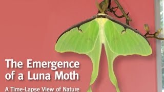 A Luna Moth Emerges From Her Cocoon [upl. by Demmahom]