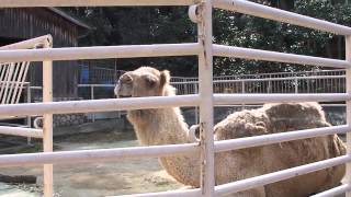 ラクダの鳴き声（東山動物園）Camels voice [upl. by Annelg303]