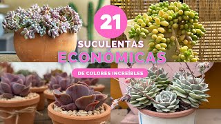 21 plantas económicas para empezar tu colección suculentas suculentasdesol suculentasbaratas [upl. by Domeniga]