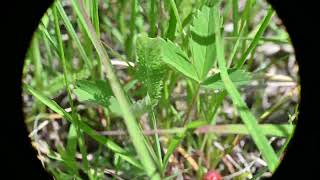 Fragaria virginiana Wild Strawberry [upl. by Stent607]