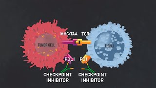 Understanding Immunotherapy for Lung Cancer [upl. by Aguayo]