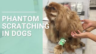 Phantom Scratching in Dogs  Symptom of Chiarilike Malformation and Syringomyelia [upl. by Ciapha879]