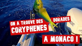 On a trouvé les dorades CORYPHÈNES à MONACO 🤑 les premières de la saison [upl. by Frendel]