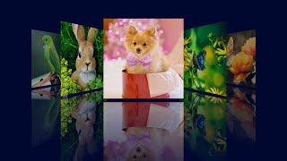 How To Make An Image Gallery With CSS Reflection  HTML CSS amp jQuery Image Gallery [upl. by Kirk]