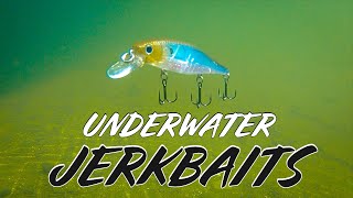 Underwater Jerkbait Footage Viscious Bass Strikes During Bait Comparison [upl. by Refinnaej]