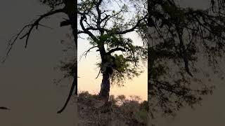 Leopard amp Zebra Fall From Tree [upl. by Dunkin]