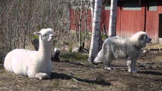 Pyrenean Mountain Dog Great Pyrenees with Alpaca [upl. by Adnahc]