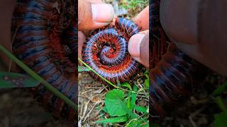 Cute giant American Red millipede  shortvideo millipede kaki1000 [upl. by Jaquith]