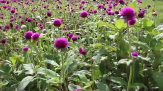 Gomphrena flowers  BloomyBliss  Organic Farm [upl. by Sedgewick]