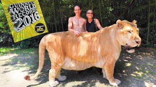 WORLDS LARGEST BIG CAT [upl. by Rolland597]