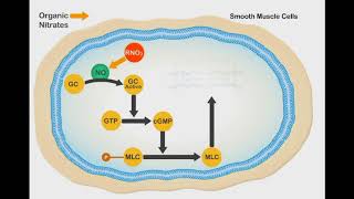 Nitric Oxide Vasodilation animation video [upl. by Daas]