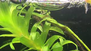 Elodea Light Reaction Producing Oxygen [upl. by Anya]