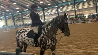 Breyerfest 2022 Dani Danash’s Northern Tempest [upl. by Annayehc]