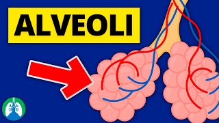 Alveoli Medical Definition  Quick Explainer Video [upl. by Jesh733]