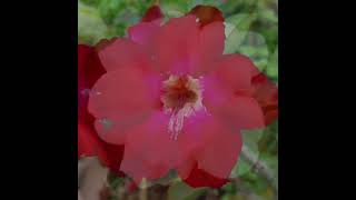 Adenium obesum known as Desert rose requring little care but always show their beauty desertrose [upl. by Lat116]