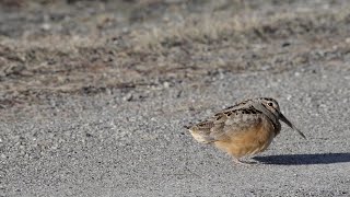 Tiny Dancing Bird Struts His Stuff [upl. by Previdi798]