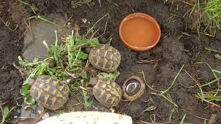 Pierwszy film z pozyskanymi właśnie maluchami żółwia greckiego Testudo hermanni [upl. by Merilyn]