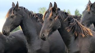 A few days amoung the Friesian Horses [upl. by Devondra]