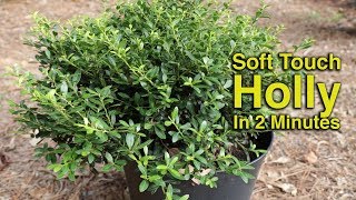 Soft Touch Holly in 2 Minutes  Low Growing Evergreen Foundation Plant [upl. by Pickar581]