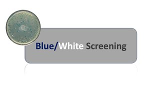 Blue white screening and LAC Operon [upl. by Eliason]