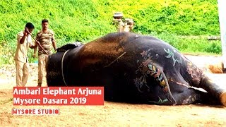 Ambari elephant Arjuna at Mysore Dasara 2019 [upl. by Irrem844]