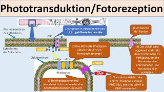 Augentropfen mit Hyaluron VISMED® LIGHT bei Trockenen Augen [upl. by Alimaj543]