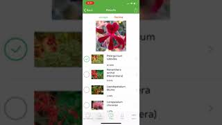 PlantSnap identifies a South African geranium Pelargonium sidoides [upl. by Fazeli]