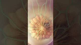 Breast cancer metastasis animation  medicalanimation breastcancer cancer oncology [upl. by Namialus145]