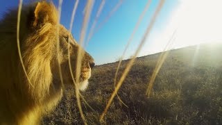 GoPro Lion Mouth Cam [upl. by Hy]