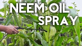 How to use Neem Oil Spray to organically control insects and pests [upl. by Anor319]