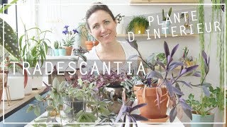 🌿 TRADESCANTIA MISÈRE  CULTURE ET ENTRETIEN  PLANTES DINTÉRIEUR [upl. by Hardi]