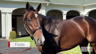 Champion Forte Settling in at Spendthrift [upl. by Beall]