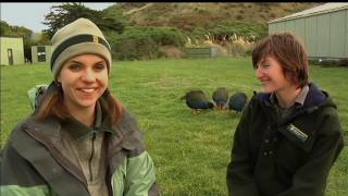 Meet the Locals Takahē [upl. by Novehs]