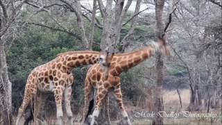 Rothschild Giraffe Giraffa camelopardalis camelopardis fighting [upl. by Analahs672]