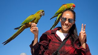 Red Fronted Macaw Free Flight The Smallest of the Big Macaws  Shanice  Kona [upl. by Aikat]