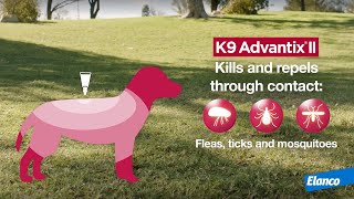 The Best Flea And Tick Protection For Your Dog K9 Advantix Ii Xl [upl. by Akimehs]