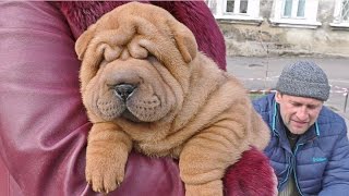 СУПЕР ЩЕНОК ШАРПЕЙ Amazing shar pei puppy Одесса [upl. by Fabyola]