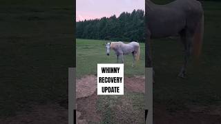 Whinny Is Recovering Slowly But Surely [upl. by Dnalyaw563]