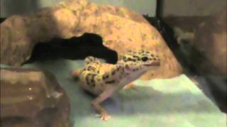 Teaching a leopard gecko to eat from a dish 109 [upl. by Notkcorb]