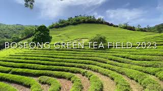 BOSEONG GREEN TEA FIELD SOUTH KOREA 2023 [upl. by Alina335]