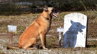 Cadaver dogs find unmarked graves in historic Wilmington NC church cemetery [upl. by Arrej]