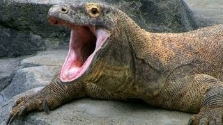 SPOTLIGHT The Komodo Dragon — Worlds Largest Living Lizard  Encyclopaedia Britannica [upl. by Kaitlynn]